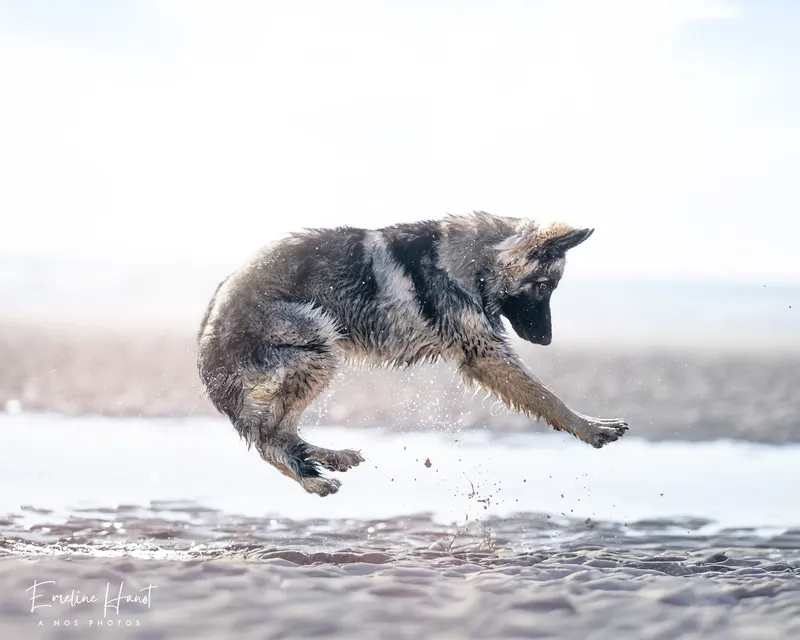 Portfolio animaux – A nos Photos, Emeline Hanot photographe