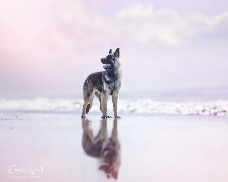 Portfolio animaux – A nos Photos, Emeline Hanot photographe