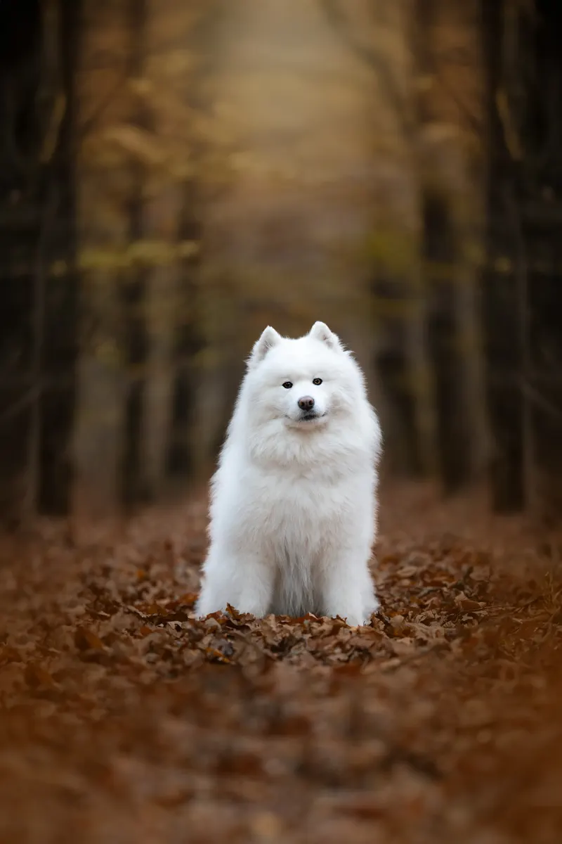 Portfolio animaux – A nos Photos, Emeline Hanot photographe