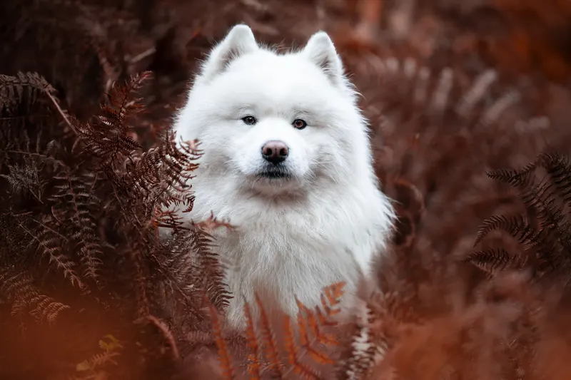 Portfolio animaux – A nos Photos, Emeline Hanot photographe