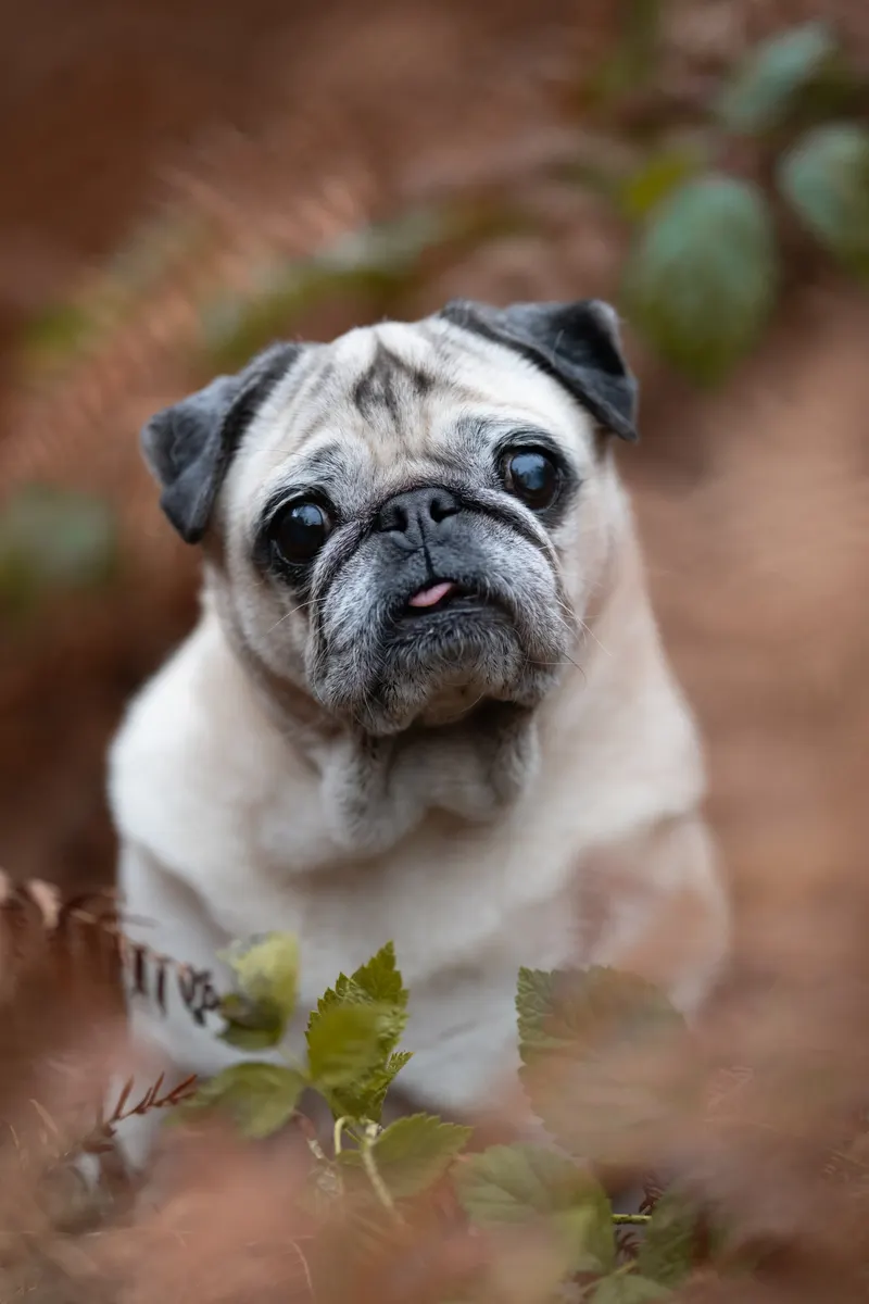 Portfolio animaux – A nos Photos, Emeline Hanot photographe