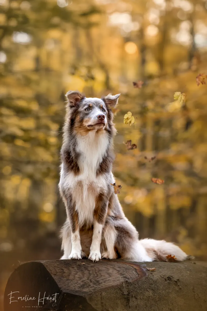 Portfolio animaux – A nos Photos, Emeline Hanot photographe
