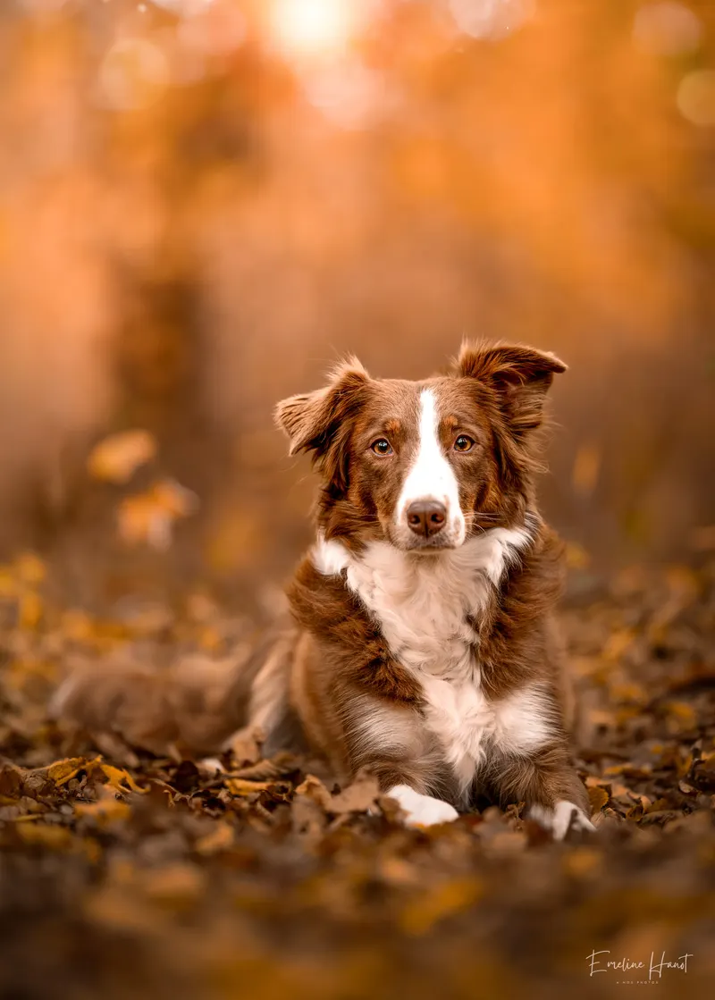 Portfolio animaux – A nos Photos, Emeline Hanot photographe