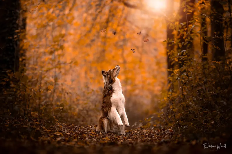 Portfolio animaux – A nos Photos, Emeline Hanot photographe