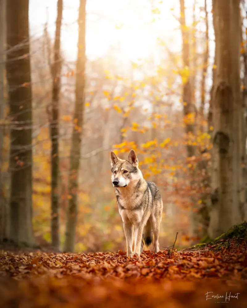 Portfolio animaux – A nos Photos, Emeline Hanot photographe