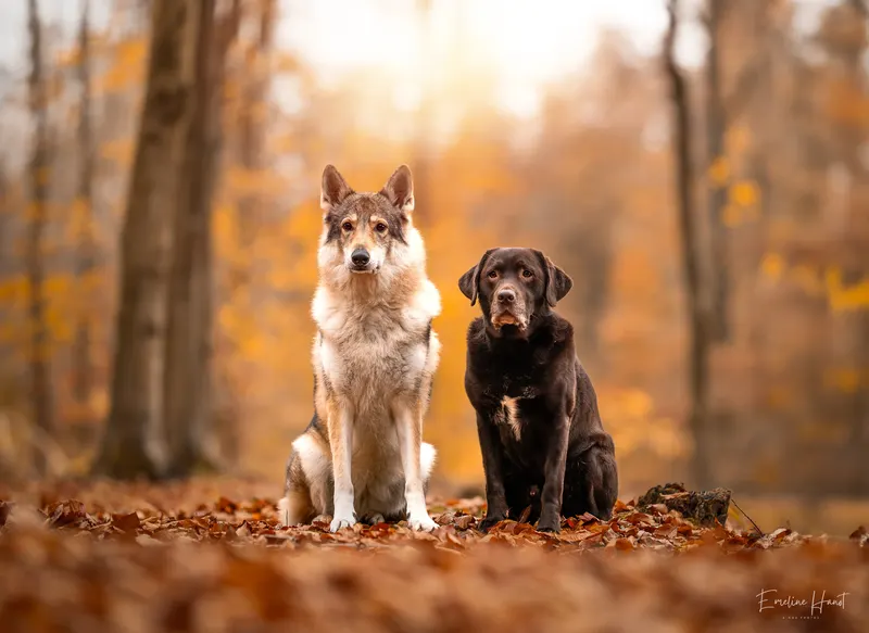 Portfolio animaux – A nos Photos, Emeline Hanot photographe